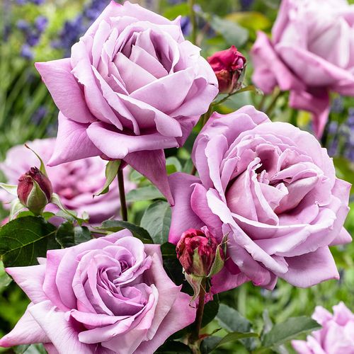 Violeta malva - Árbol de Rosas Híbrido de Té - rosal de pie alto- forma de corona de tallo recto